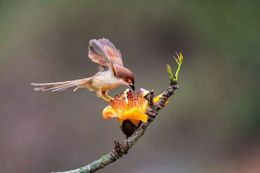 What do Finches eat