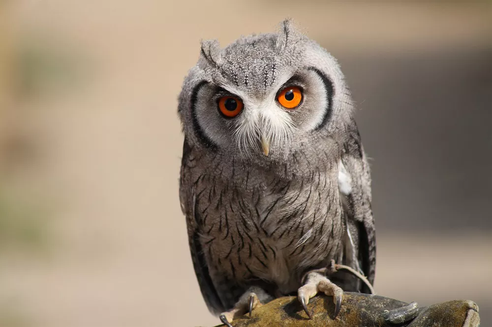 do owls eat plants