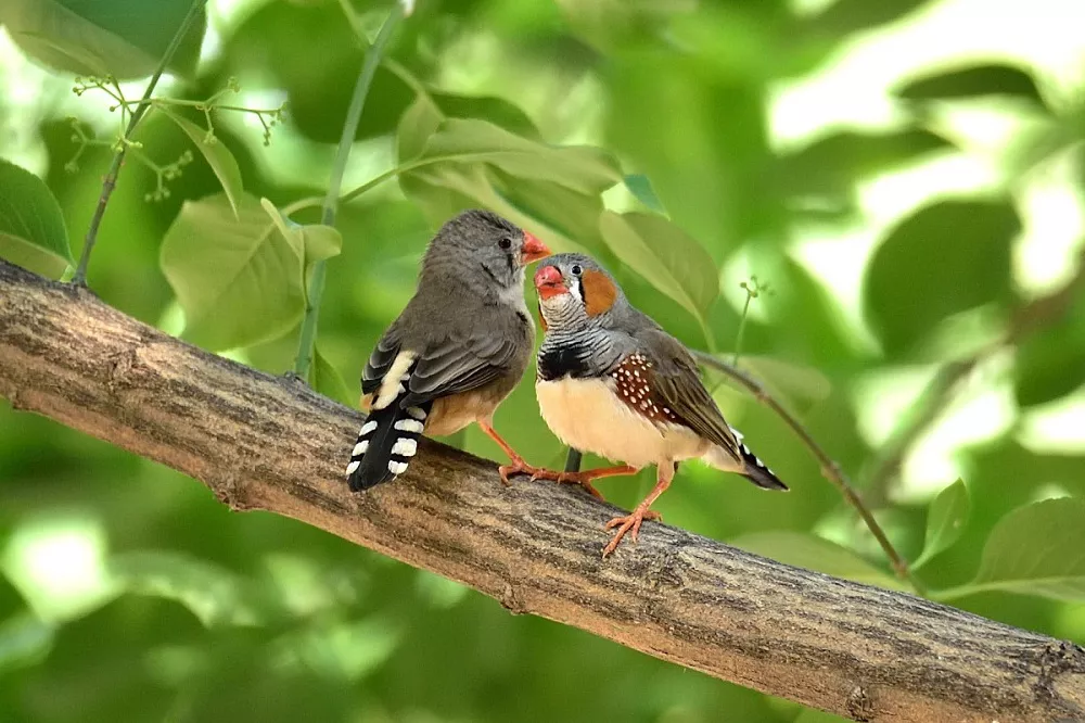 Zebra Finch
