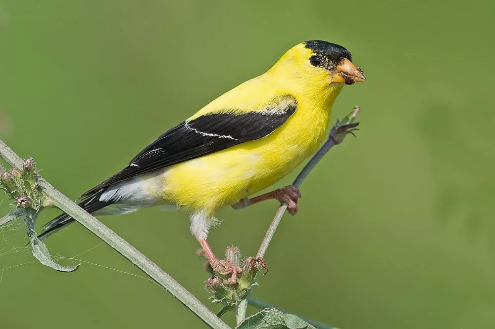 Yellow Finch