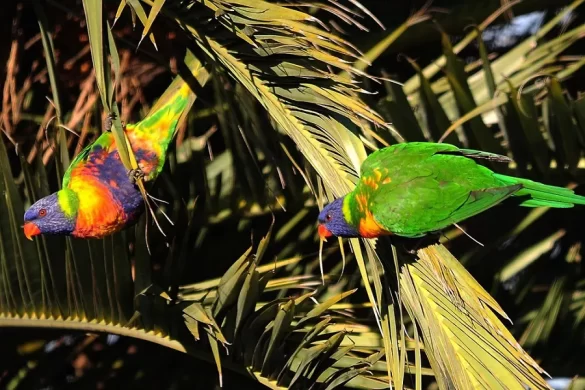 Rainbow Lorikeet in the wild