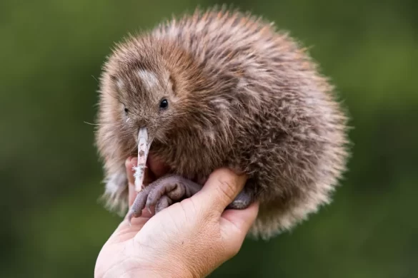 10 Fascinating Facts About Kiwi Birds
