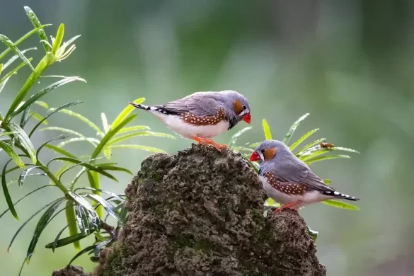 Zebra Finch
