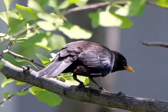 What Are the Different Types of Blackbirds