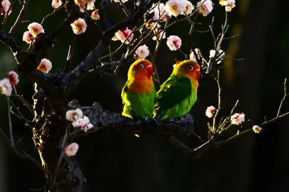 Do Rosy-faced Lovebirds Talk