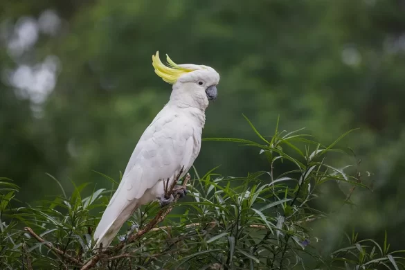 what should you not do with a cockatoo