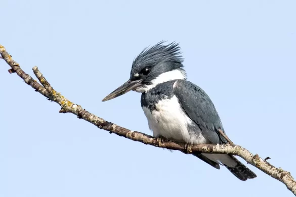 Do Belted Kingfishers Migrate?