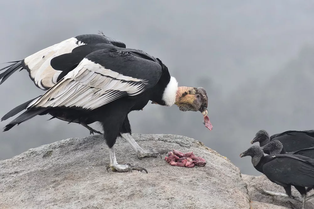 Andean Condor Diet