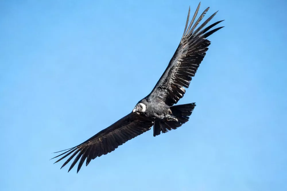 Andean Condor Wingspan