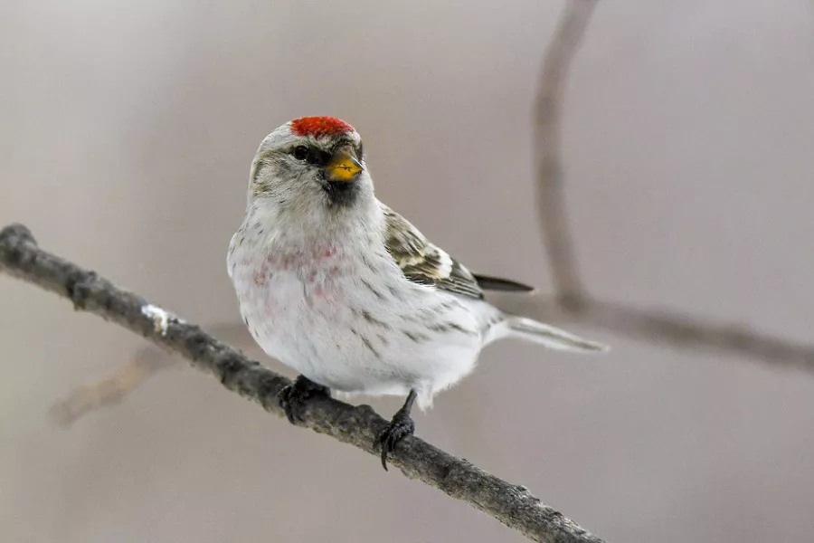 Arctic Redpoll