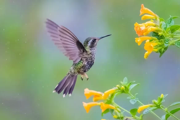 Are Hummingbirds Color Blind