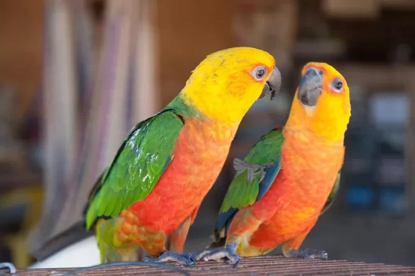 Are Jenday conures good pets