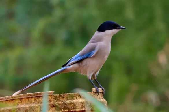 Azure-winged magpie