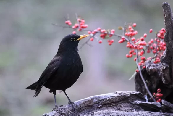 Blackbird Lifespan