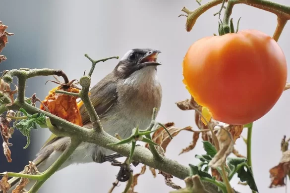 Can Birds Have Tomatoes