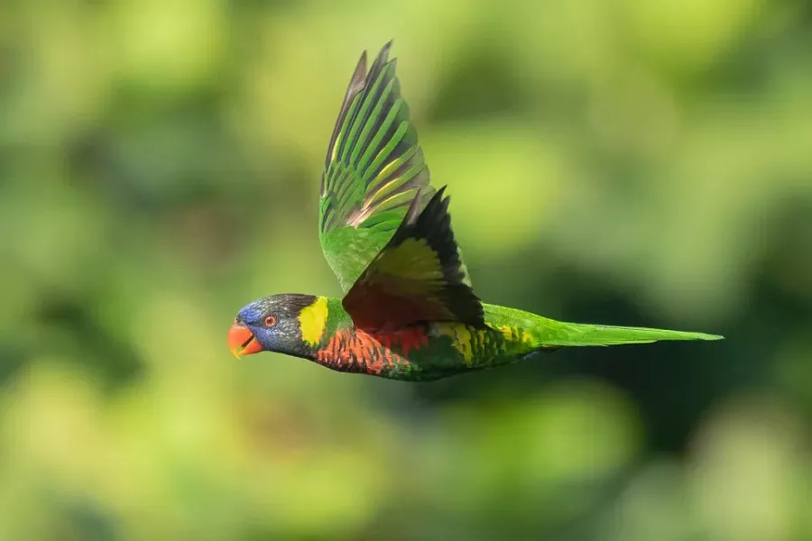 Coconut Lorikeet