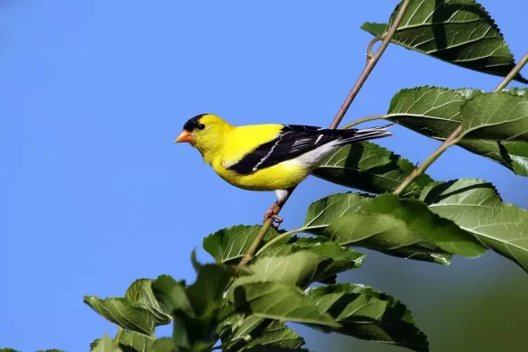 Do Goldfinches Migrate
