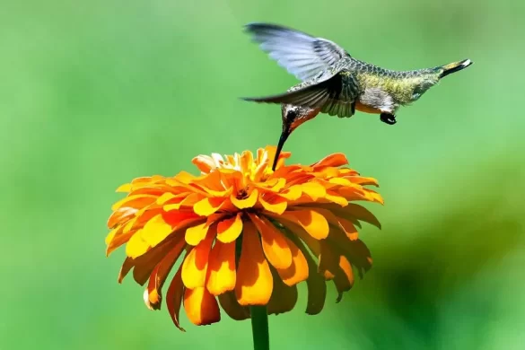 Do Hummingbirds Like Zinnia