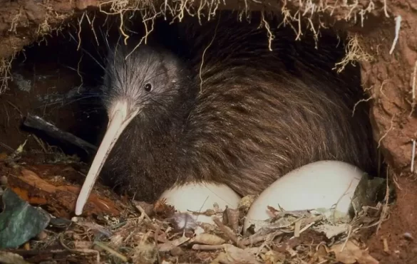How Big is a Kiwi Egg