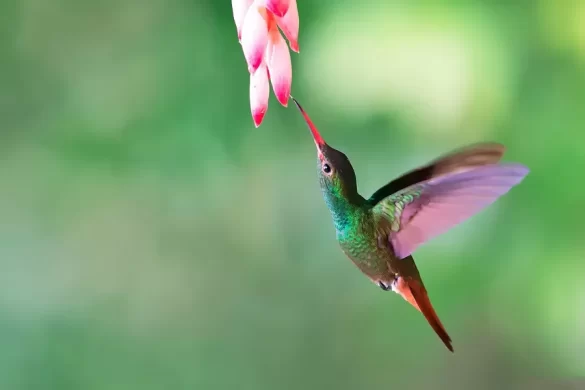 How Do Hummingbirds Mate