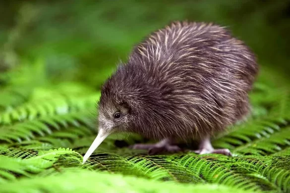 Kiwi Bird Diet
