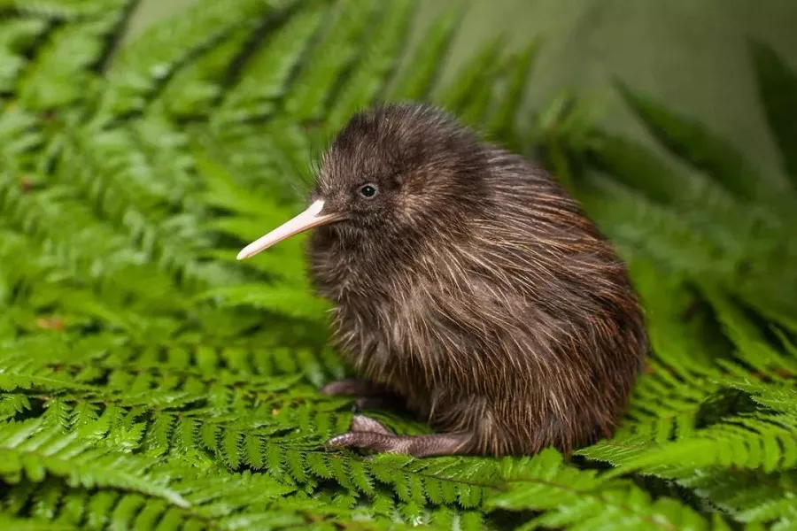 The National Bird Of New Zealand The Kiwi Bird Flybirdworld The National Bird Of New Zealand The Kiwi Bird Flybirdworld