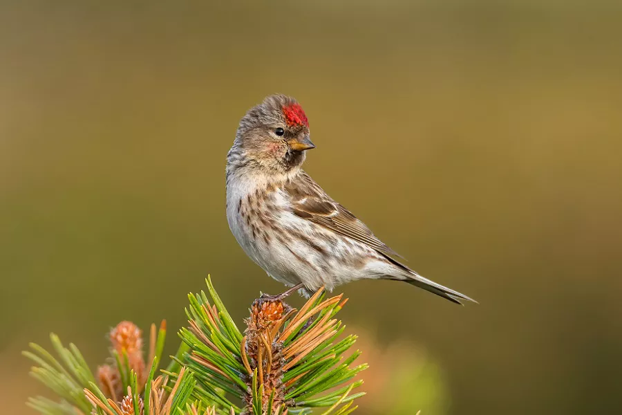 Lesser Redpoll