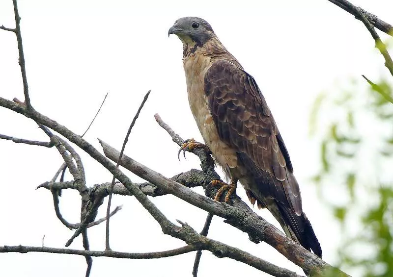 Oriental Honey Buzzard