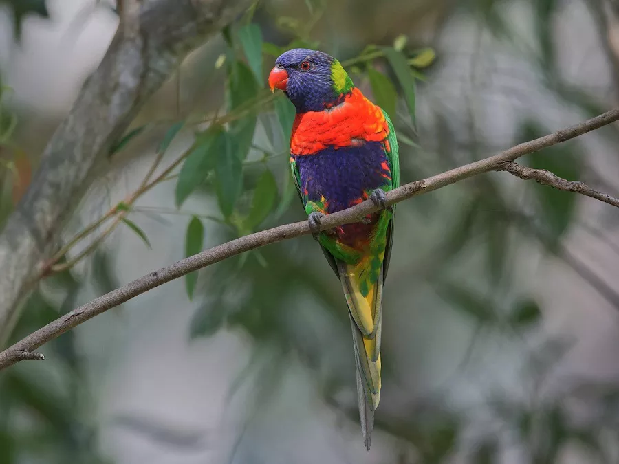 Rainbow Lorikeet