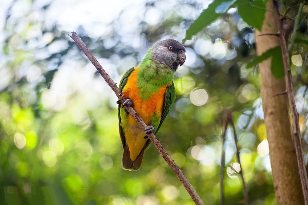 Senegal Parrot