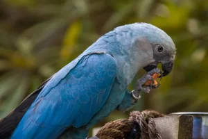 Spix's Macaw
