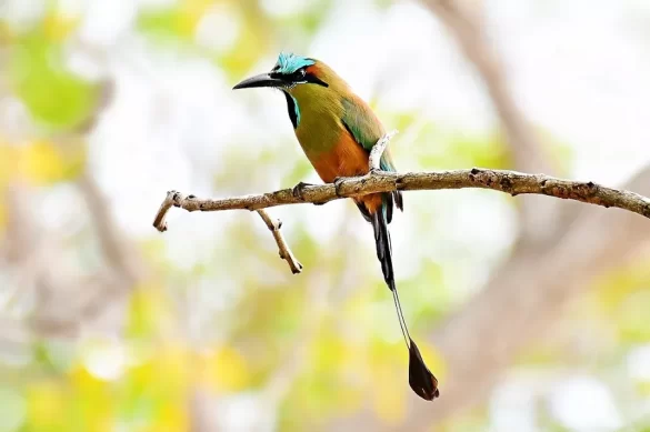 The national bird of El Salvador