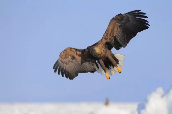 White-tailed Eagle Habitat