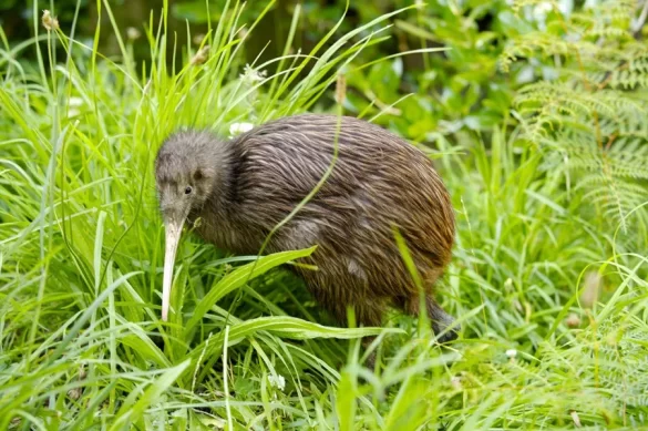Why is the Kiwi Bird Called Kiwi