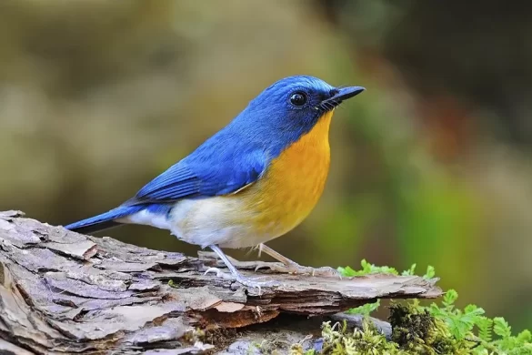 bluebird-sleep bluebird sleep