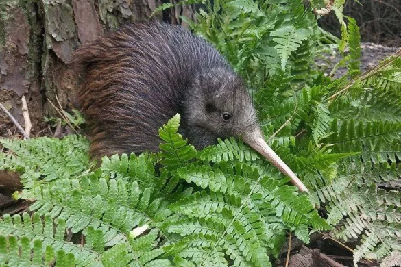 what-is-a-kiwi-bird what is a kiwi bird