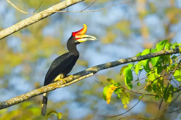 national bird of malaysia