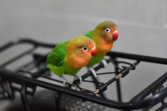 Do Love Birds Need to be in Pairs?
