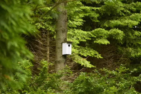 Size Hole For Bird Box