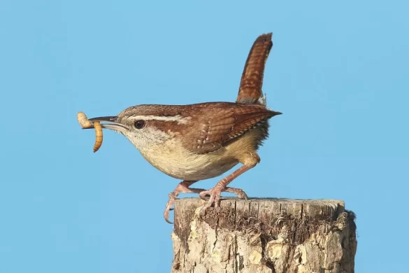 Carolina Wren