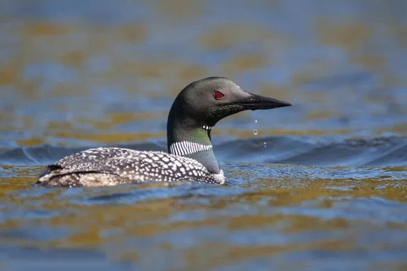 where does the common loon live