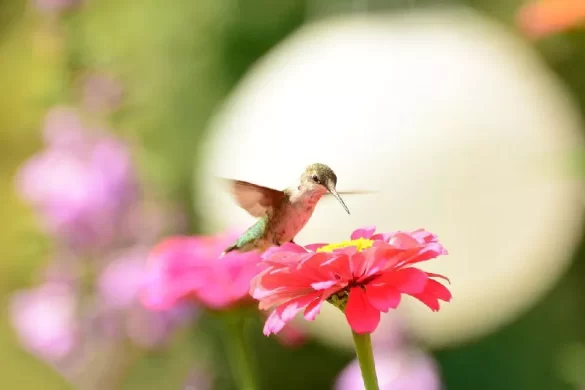 Do Hummingbirds Like Geraniums