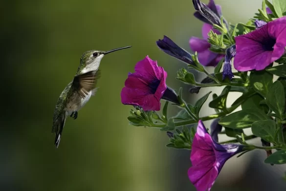 Do Hummingbirds Like Impatiens