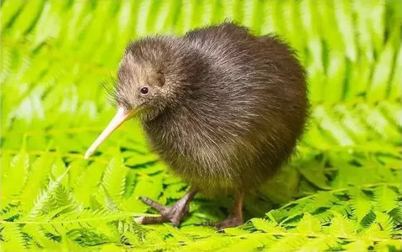 Do-Kiwi-Birds-Have-Wings Do Kiwi Birds Have Wings