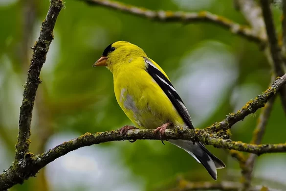 Where Do Goldfinches Nest?