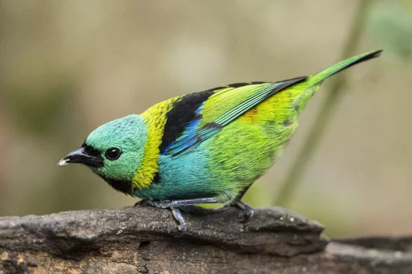 Green-headed-Tanager Green-headed Tanager