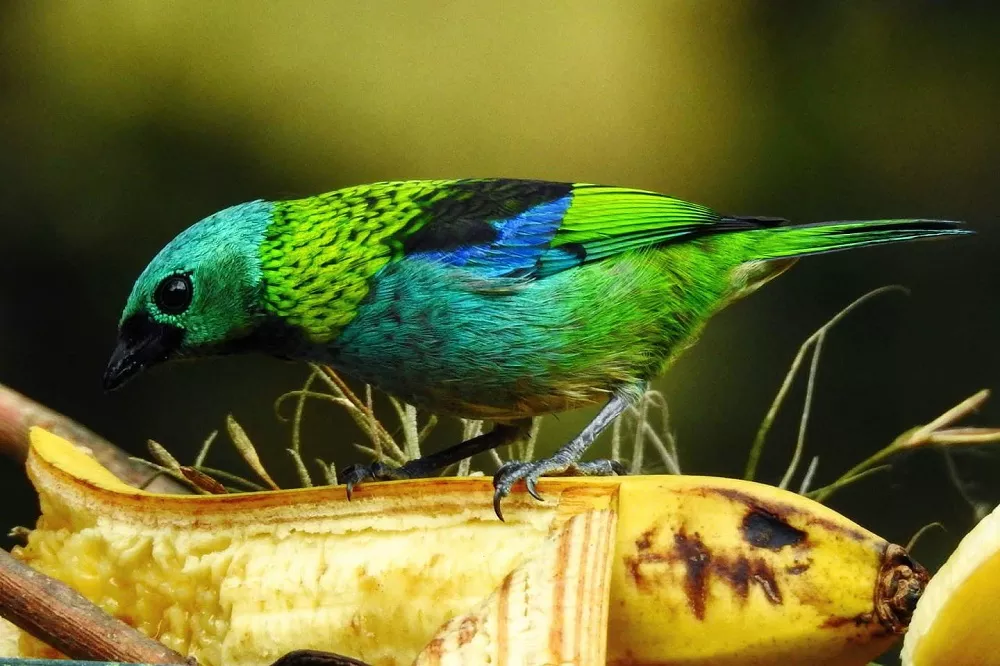 Green-headed Tanager eats bananas