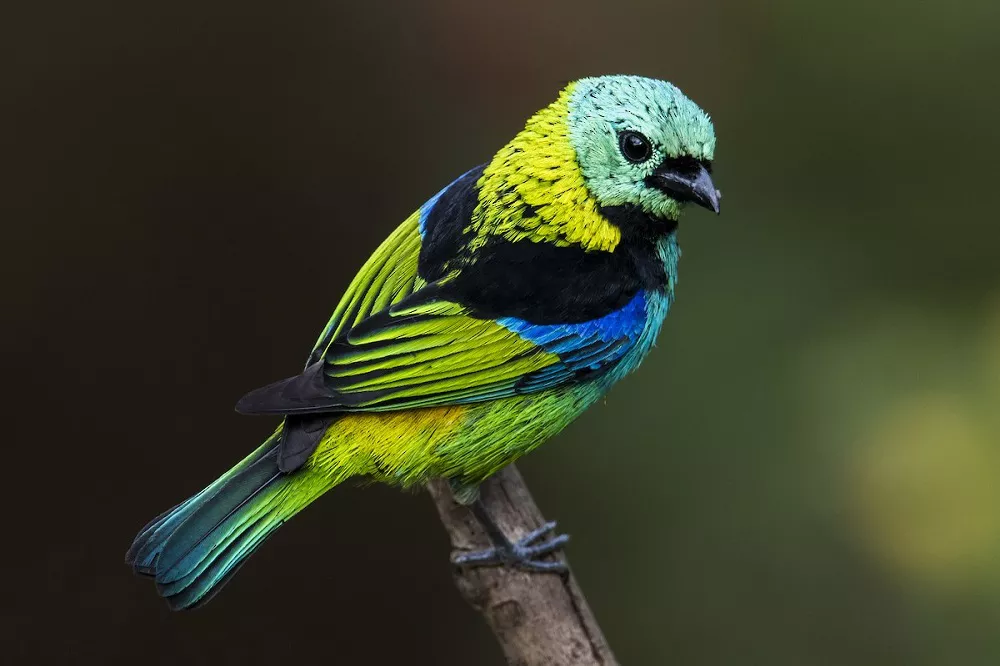 Green-headed Tanager perched on a tree branch