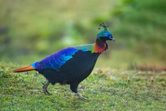 Himalayan monal