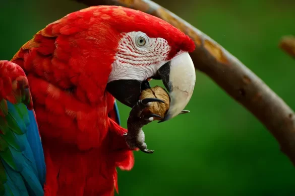 Honduras's National Bird